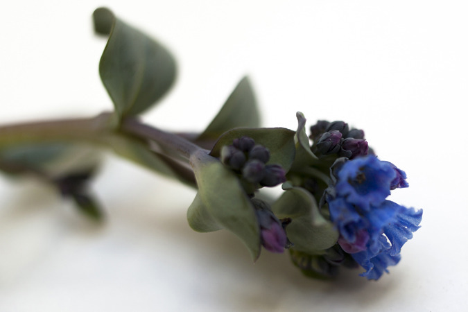Icelandic Flora