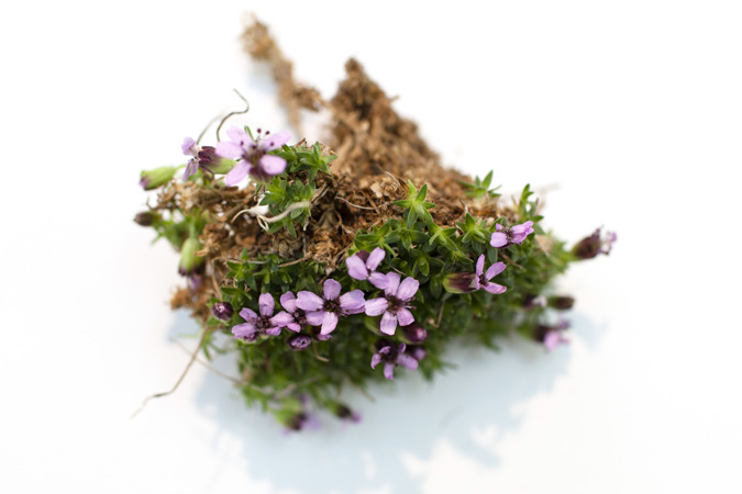 Icelandic Flora