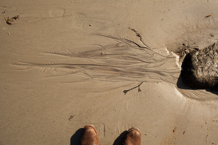 Plum Island, MA.
