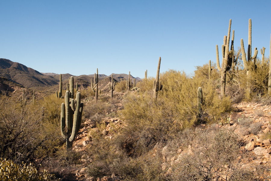 Tonto National Forest, Mesa, AZ.