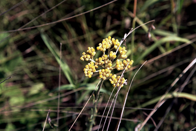 South African Grasslands