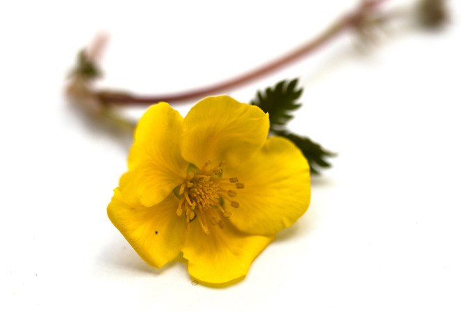 Icelandic Flora