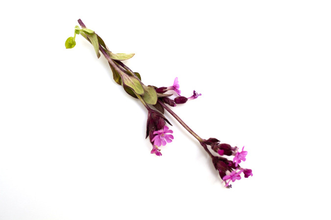 Icelandic Flora