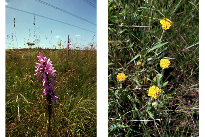 South African Grasslands