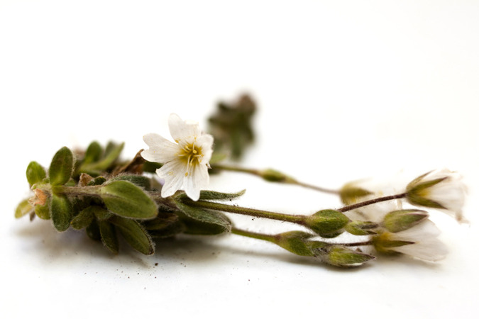 Icelandic Flora