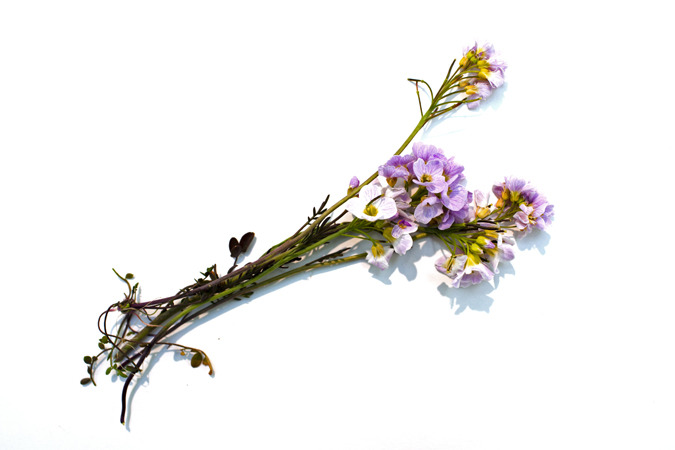 Icelandic Flora